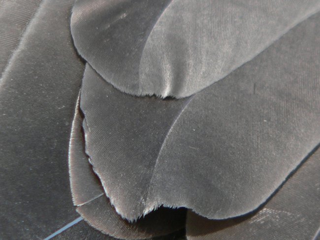 ../../Pictures/241209/061 blackbrowded Albatross.JPG